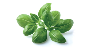 basil